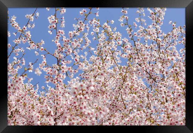 Cherry blossom and blue sky Framed Print by Andrew Kearton