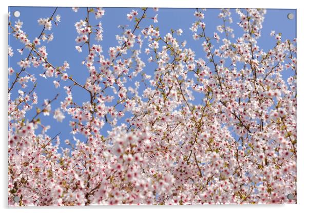 Cherry blossom and blue sky Acrylic by Andrew Kearton