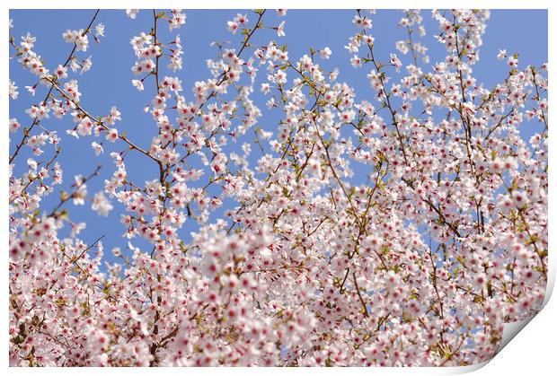 Cherry blossom and blue sky Print by Andrew Kearton