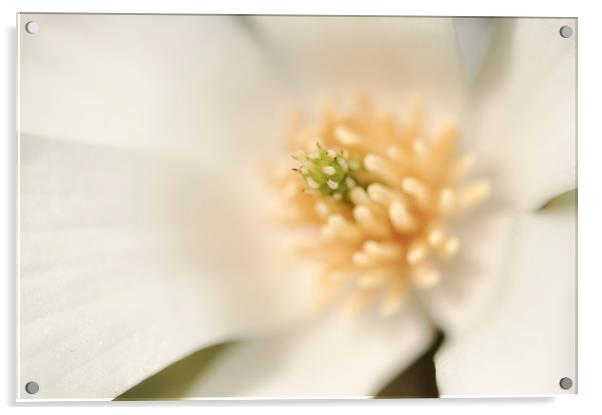 Creamy white Magnolia Acrylic by Andrew Kearton