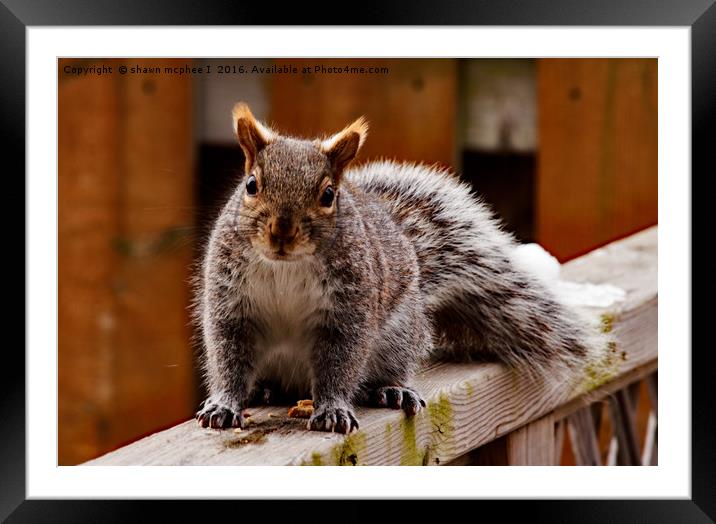 seriously another photo, just bring on the food Framed Mounted Print by shawn mcphee I