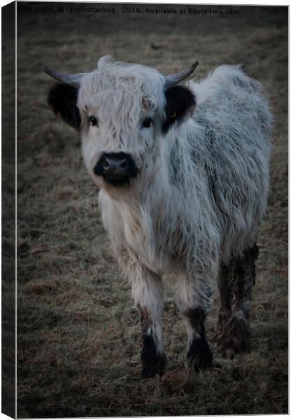 White Highland Cattle - High Park Cow Canvas Print by rawshutterbug 