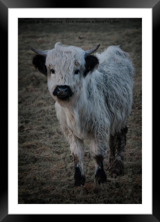 White Highland Cattle - High Park Cow Framed Mounted Print by rawshutterbug 