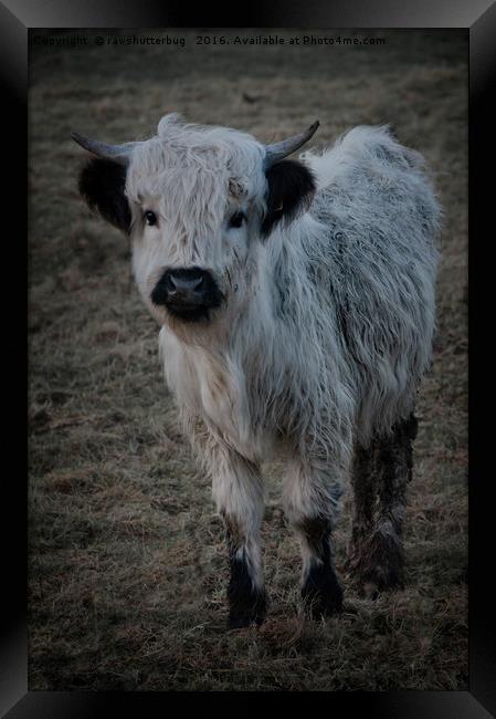 White Highland Cattle - High Park Cow Framed Print by rawshutterbug 