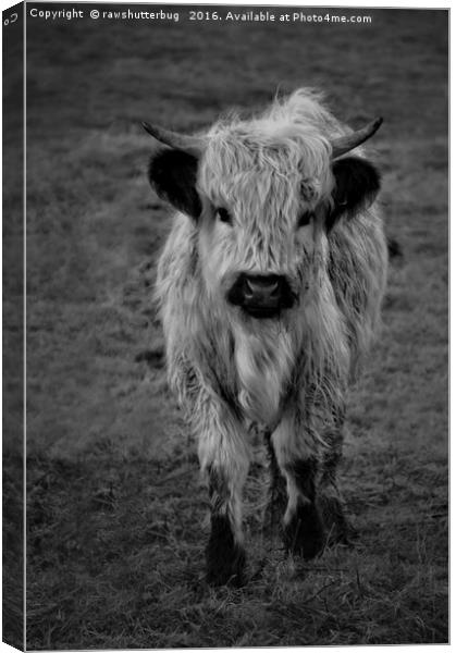 Highland Cow - White High Park Cow Mono Canvas Print by rawshutterbug 