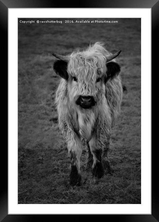 Highland Cow - White High Park Cow Mono Framed Mounted Print by rawshutterbug 