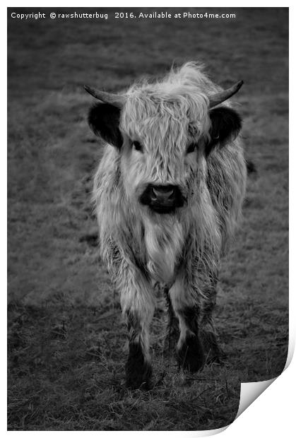 Highland Cow - White High Park Cow Mono Print by rawshutterbug 