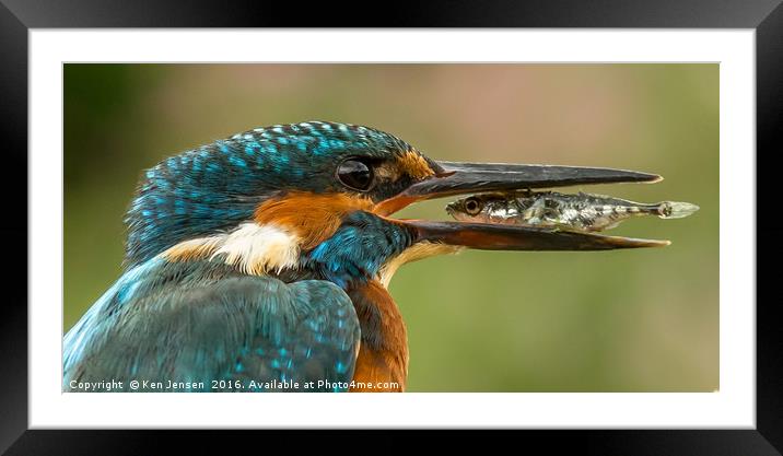 Kingfisher, eye to eye Framed Mounted Print by Ken Jensen