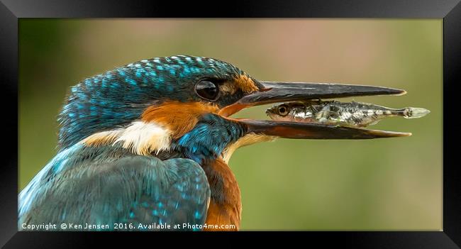 Kingfisher, eye to eye Framed Print by Ken Jensen