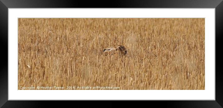 Hare stubble Framed Mounted Print by Heather M Tanner