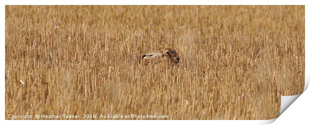 Hare stubble Print by Heather M Tanner