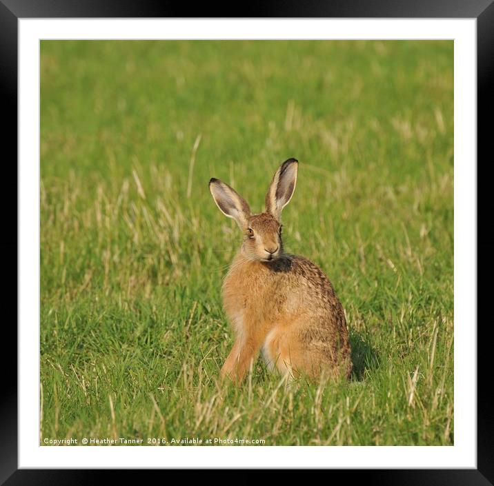 All ears Framed Mounted Print by Heather M Tanner