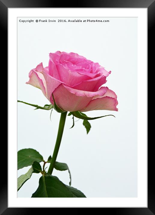 A beautiful "Hybrid Tea" rose Framed Mounted Print by Frank Irwin