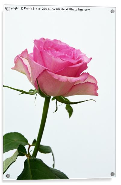 A beautiful "Hybrid Tea" rose Acrylic by Frank Irwin