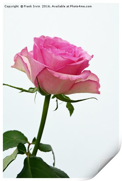 A beautiful "Hybrid Tea" rose Print by Frank Irwin