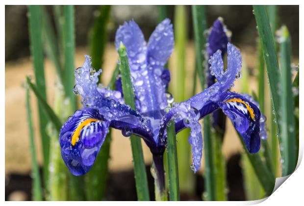 Iris With Raindrops 1 Print by Steve Purnell