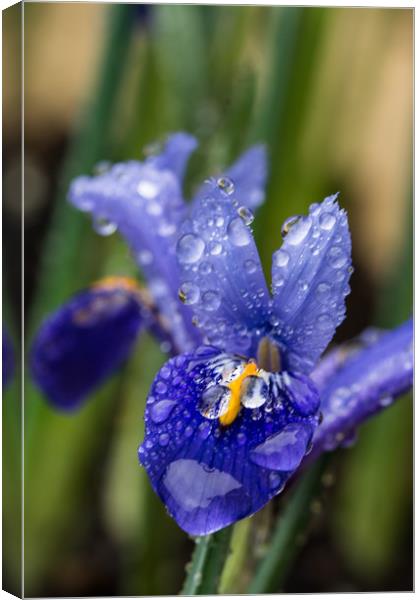 Iris With Raindrops 2 Canvas Print by Steve Purnell