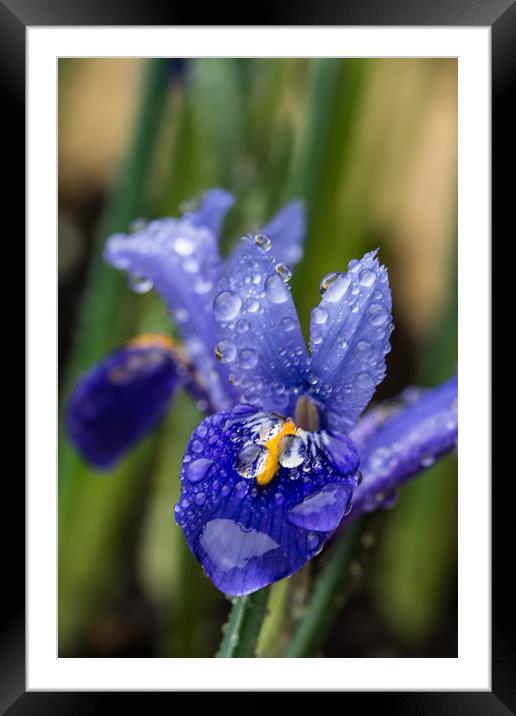 Iris With Raindrops 2 Framed Mounted Print by Steve Purnell