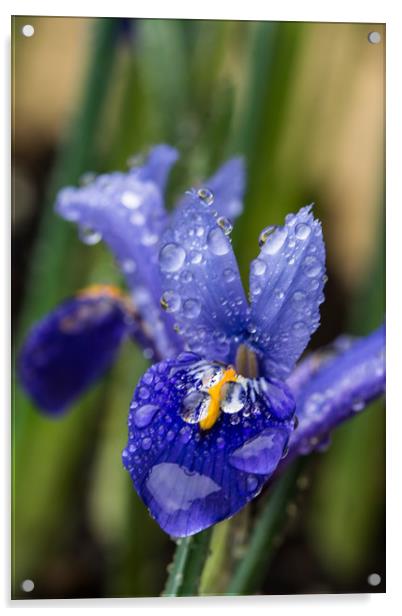 Iris With Raindrops 2 Acrylic by Steve Purnell