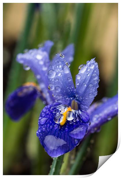 Iris With Raindrops 2 Print by Steve Purnell