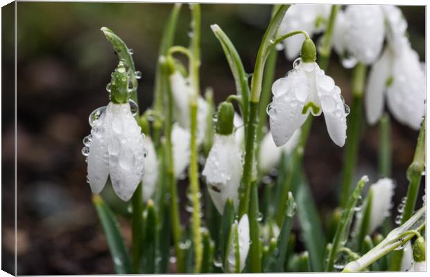Raindrops On Snowdrops Canvas Print by Steve Purnell
