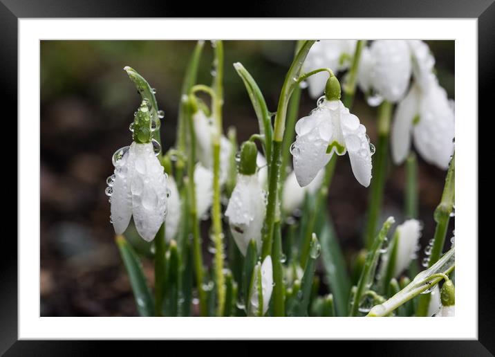 Raindrops On Snowdrops Framed Mounted Print by Steve Purnell