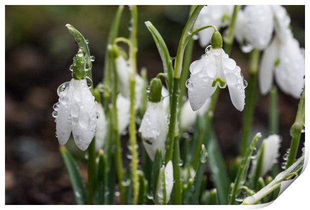 Raindrops On Snowdrops Print by Steve Purnell
