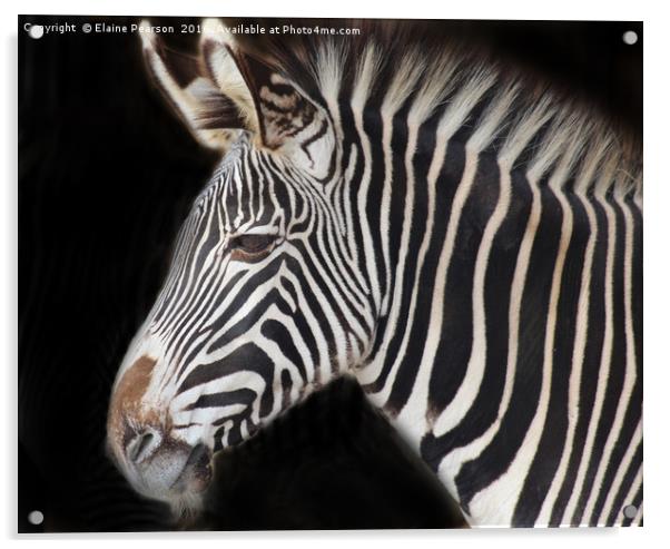 Zebra portrait Acrylic by Elaine Pearson