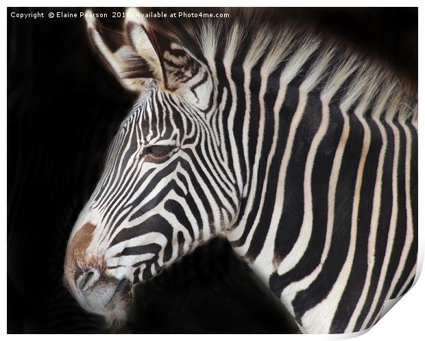 Zebra portrait Print by Elaine Pearson