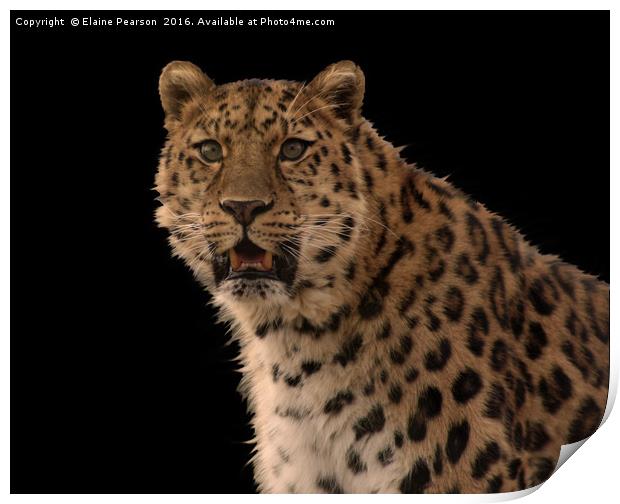 The Leopard Print by Elaine Pearson