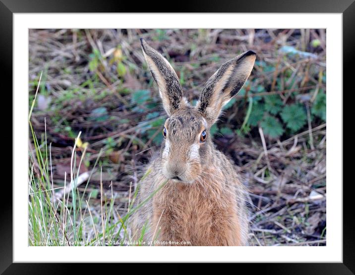 Caught in the act Framed Mounted Print by Heather M Tanner