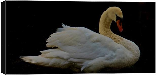Elegant Swan                                Canvas Print by Sue Bottomley
