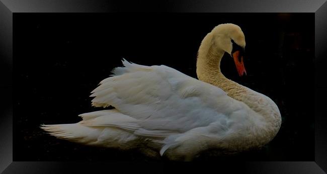Elegant Swan                                Framed Print by Sue Bottomley