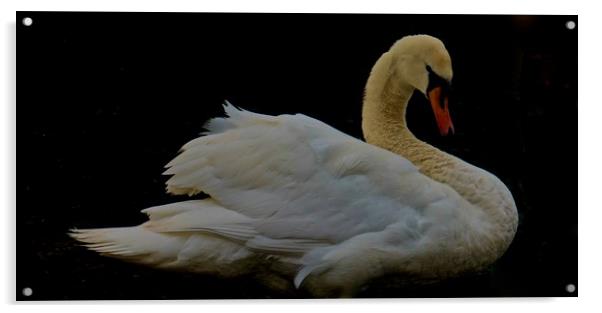 Elegant Swan                                Acrylic by Sue Bottomley