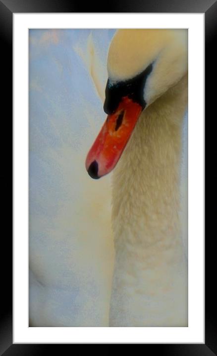 Soft tone Swan Bird                                Framed Mounted Print by Sue Bottomley
