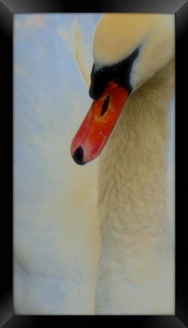 Soft tone Swan Bird                                Framed Print by Sue Bottomley