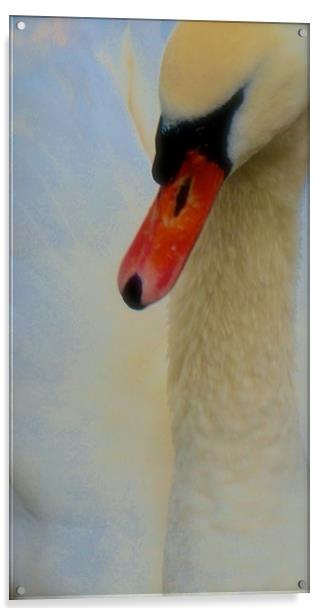Soft tone Swan Bird                                Acrylic by Sue Bottomley