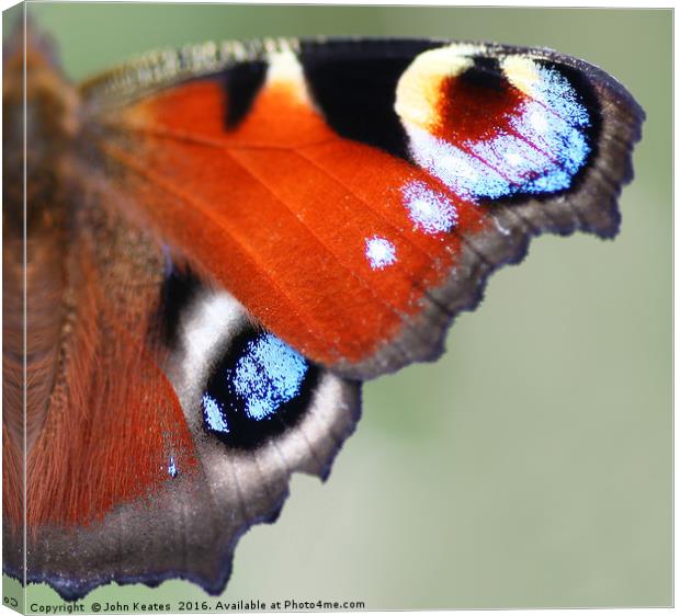 A macro shot of a Peacock Butterfly wing Canvas Print by John Keates