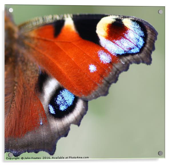 A macro shot of a Peacock Butterfly wing Acrylic by John Keates