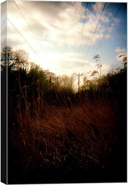The Reeds Canvas Print by Simon Joshua Peel