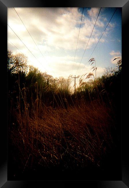 The Reeds Framed Print by Simon Joshua Peel