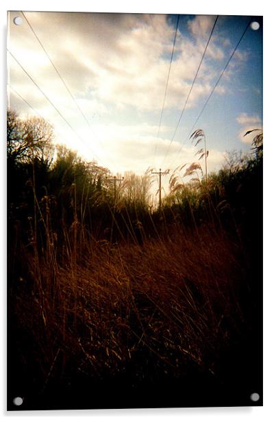 The Reeds Acrylic by Simon Joshua Peel