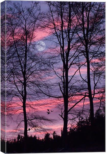 Sunset in the Forest Canvas Print by Ann Garrett