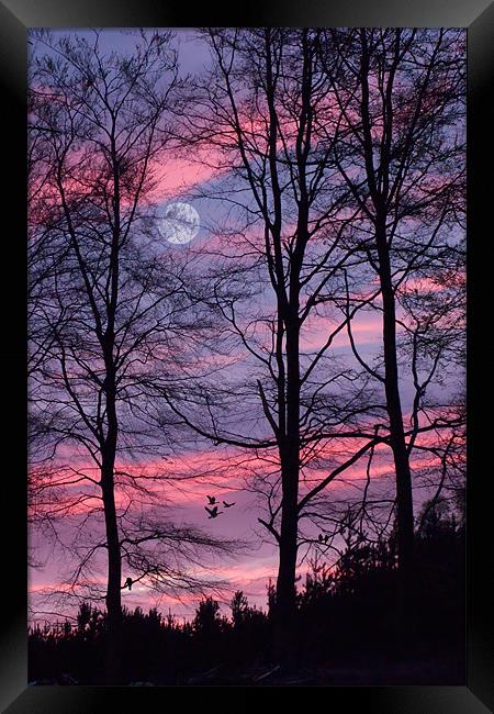 Sunset in the Forest Framed Print by Ann Garrett