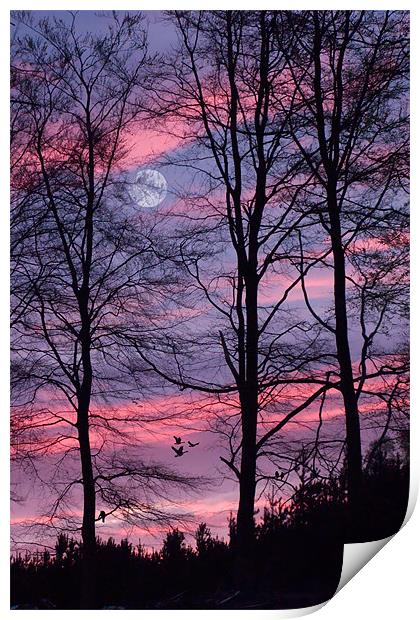 Sunset in the Forest Print by Ann Garrett