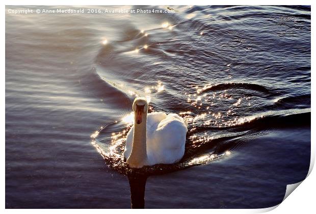 Swan In The Sunlight Print by Anne Macdonald