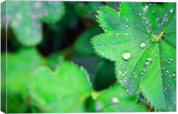 Water drops Canvas Print by Shek Hamed