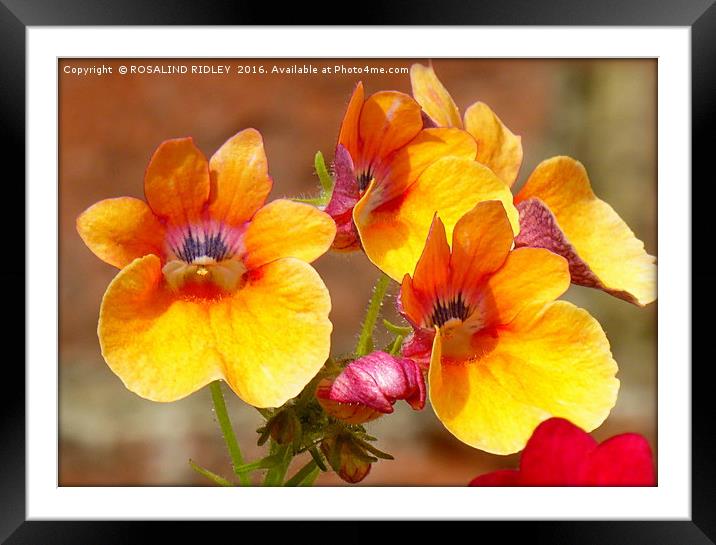 NEMESIA" Framed Mounted Print by ROS RIDLEY