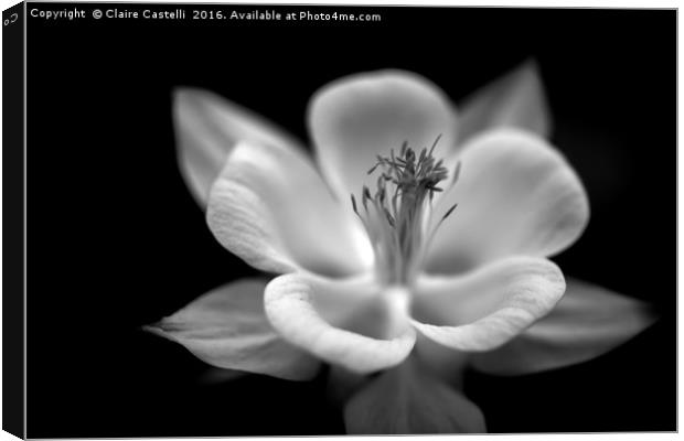 Black and white columbine Canvas Print by Claire Castelli