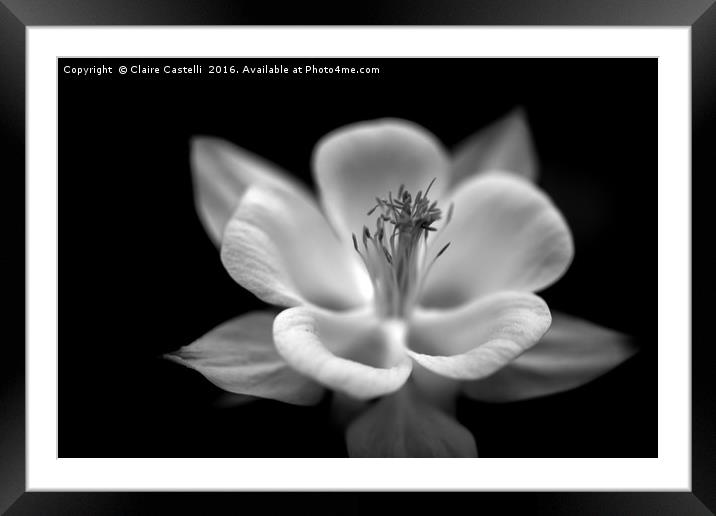 Black and white columbine Framed Mounted Print by Claire Castelli